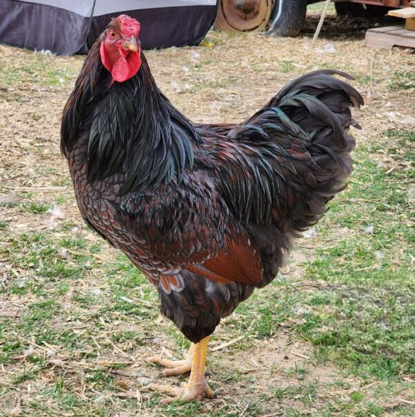 Blue Laced Red Wyandottes