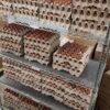 Chocolate Egger™ Hatching Eggs - Image 2