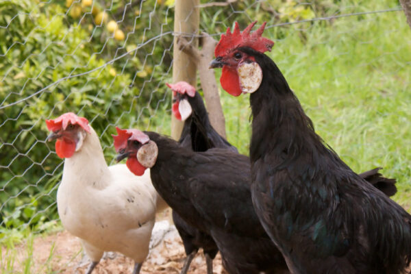 Buff Brahma Bantam (Female)