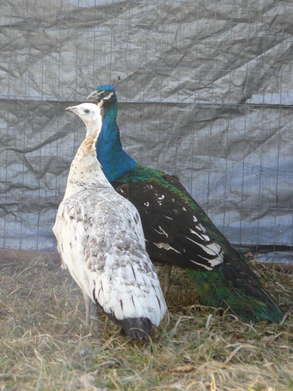 India Blue Peafowl Pair