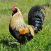 White Polish Chicken